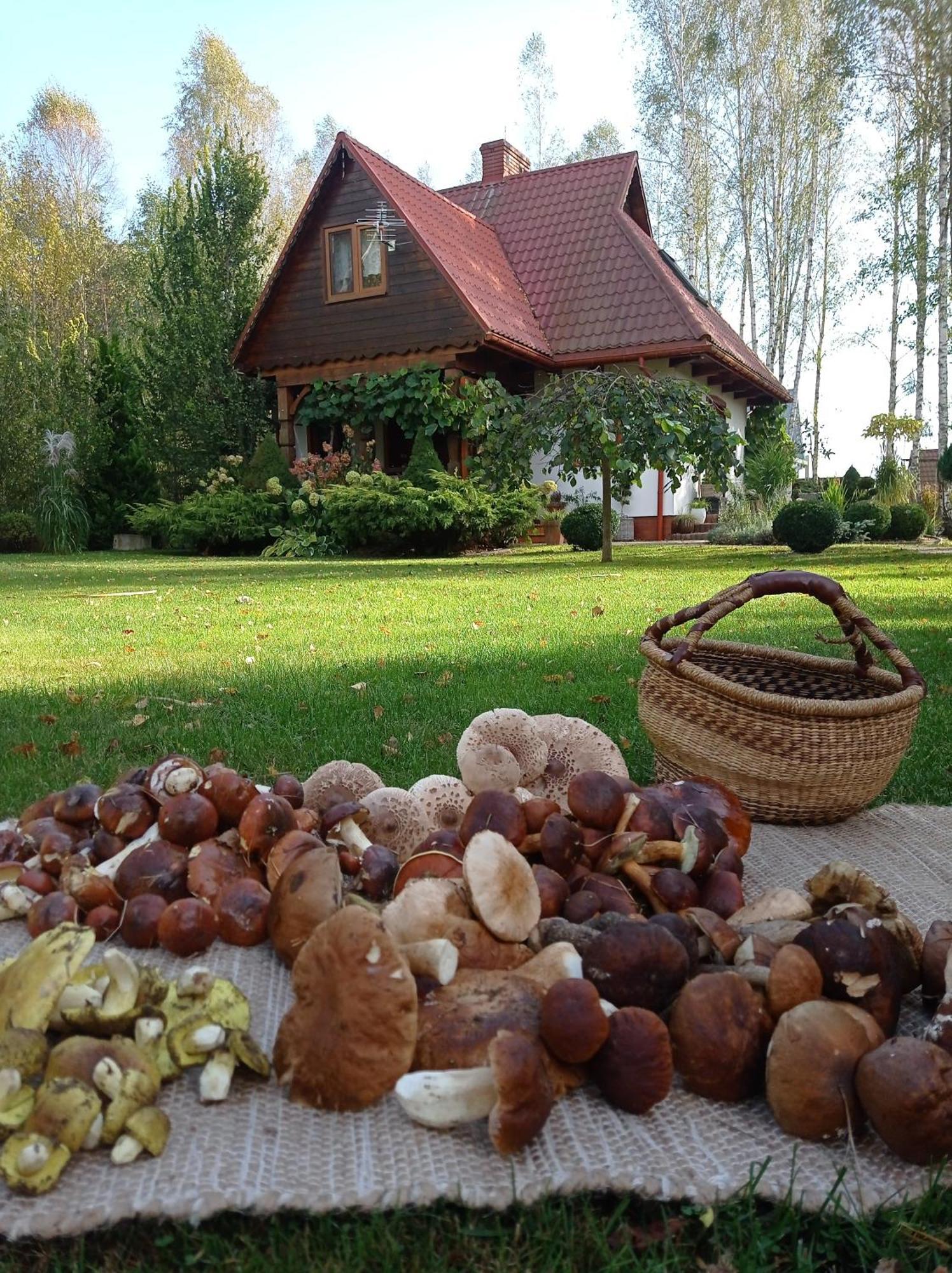Siedlisko Gruszki Puszcza Bialowieska Narewka エクステリア 写真